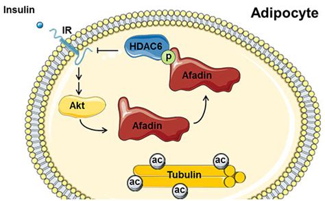 afadin protein